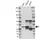 Anti CDK2 Antibody, clone 1A6 (PrecisionAb Monoclonal Antibody) thumbnail image 4