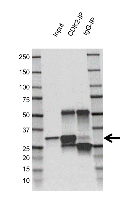 Anti CDK2 Antibody, clone 1A6 (PrecisionAb Monoclonal Antibody) gallery image 4