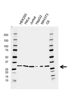Anti CDK5 Antibody, clone AB04/3H6 (PrecisionAb Monoclonal Antibody) gallery image 1