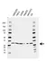 Anti CDK5 Antibody, clone AB04/3H6 (PrecisionAb Monoclonal Antibody) thumbnail image 1