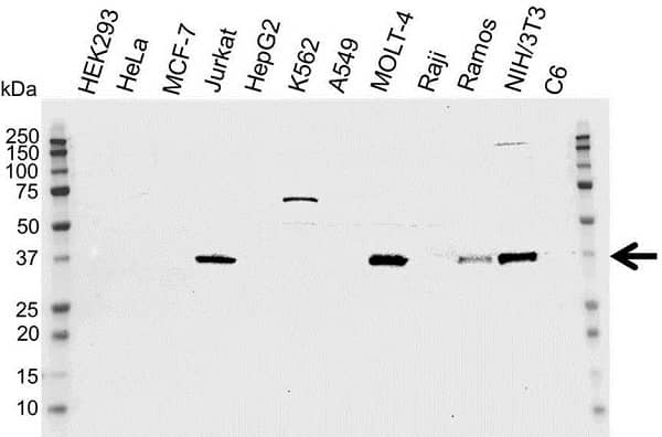 Anti CDK6 Antibody, clone DCS-83.1 (PrecisionAb Monoclonal Antibody) gallery image 1