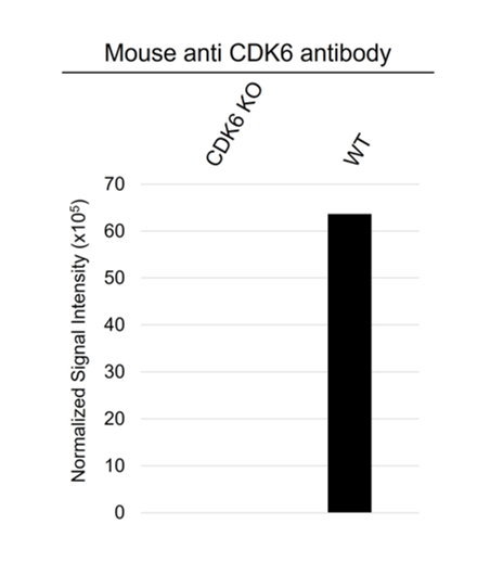 Anti CDK6 Antibody, clone DCS-83.1 (PrecisionAb Monoclonal Antibody) gallery image 4