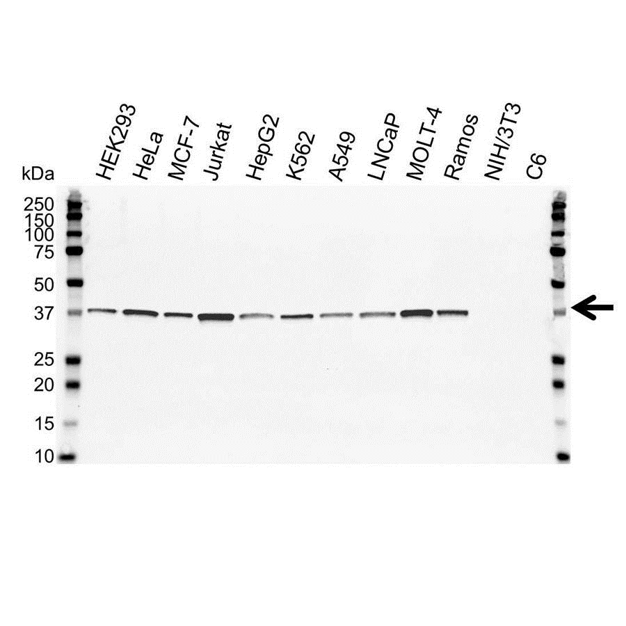 Anti CDK7 Antibody, clone MO-1.1 (PrecisionAb Monoclonal Antibody) gallery image 1