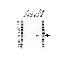Anti CDX2 Antibody, clone CDX2/1690 (PrecisionAb Monoclonal Antibody) gallery image 1