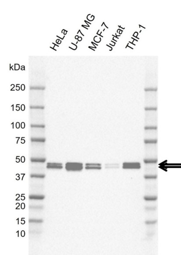 Anti Human Cebpb Antibody, clone L01/5C4 (PrecisionAb Monoclonal Antibody) gallery image 1