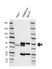 Anti Human Cebpb Antibody, clone L01/5C4 (PrecisionAb Monoclonal Antibody) thumbnail image 2