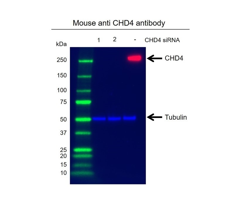 Anti CHD4 Antibody, clone AB01/2B7 (PrecisionAb Monoclonal Antibody) gallery image 2