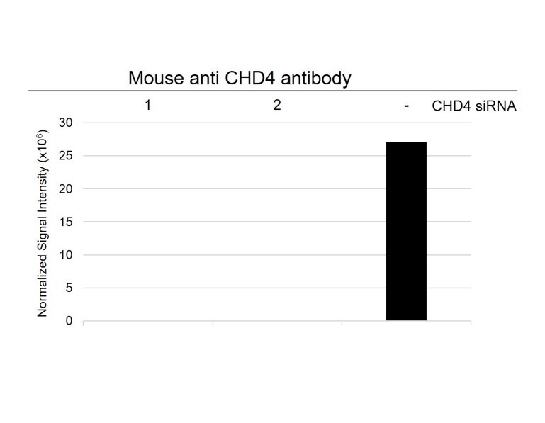 Anti CHD4 Antibody, clone AB01/2B7 (PrecisionAb Monoclonal Antibody) gallery image 3