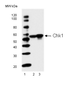 Anti Chk1 Antibody, clone 2G1D5 gallery image 1