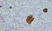 Anti Human Chromogranin A Antibody, clone LK2H10 thumbnail image 1