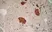 Anti Human Chromogranin A Antibody, clone LK2H10 thumbnail image 2