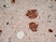 Anti Human Chromogranin A Antibody, clone LK2H10 thumbnail image 3