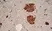 Anti Human Chromogranin A Antibody, clone LK2H10 thumbnail image 3