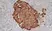 Anti Human Chromogranin A Antibody, clone LK2H10 thumbnail image 4