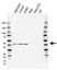 Anti CIAPIN1 Antibody, clone AB04/1G9 (PrecisionAb Monoclonal Antibody) thumbnail image 1