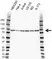 Anti CIP2A Antibody, clone OTI1C11 (PrecisionAb Monoclonal Antibody) thumbnail image 1