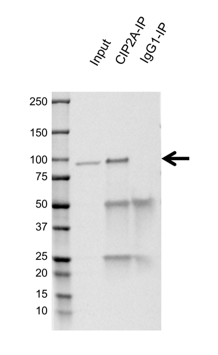 Anti CIP2A Antibody, clone OTI1C11 (PrecisionAb Monoclonal Antibody) gallery image 2