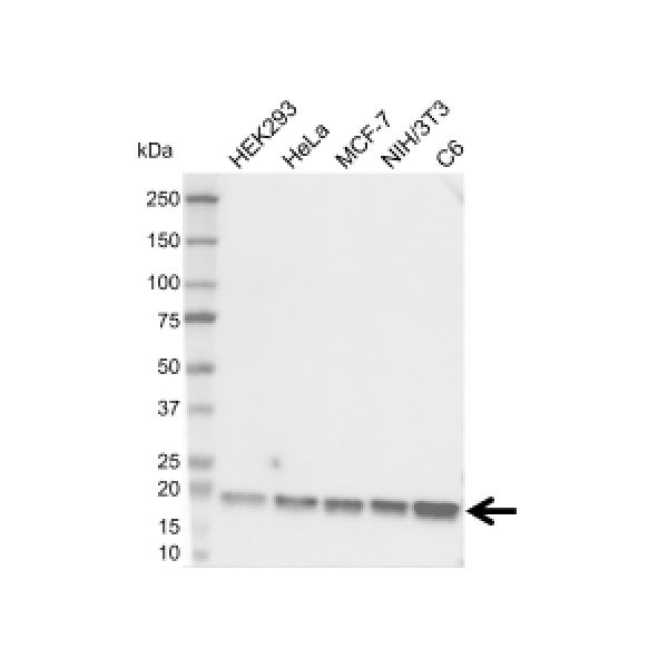 Anti Cofilin 1 Antibody, clone 25C1-E3-D3 (PrecisionAb Monoclonal Antibody) gallery image 1
