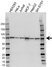 Anti Coilin Antibody (PrecisionAb Monoclonal Antibody) thumbnail image 1