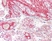 Anti Human Collagen II Antibody, clone COLL-II thumbnail image 2