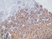 Anti Human Collagen VII Antibody, clone LH7.2 thumbnail image 1