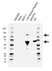 Anti Complement C3 Antibody, clone AB03/3G11 (PrecisionAb Monoclonal Antibody) thumbnail image 1