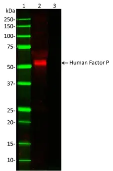Anti Human Factor P Antibody, clone 062-27.8.1 (10-18) gallery image 1