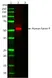 Anti Human Factor P Antibody, clone 062-27.8.1 (10-18) thumbnail image 1