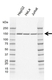 Anti Copa Antibody, clone AB01/4A11 (PrecisionAb Monoclonal Antibody) thumbnail image 1