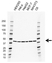 Anti CREB1 Antibody, clone EF03/2E2 (PrecisionAb Monoclonal Antibody) thumbnail image 1