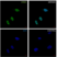 Anti CREB1 Antibody, clone EF03/2E2 (PrecisionAb Monoclonal Antibody) thumbnail image 2