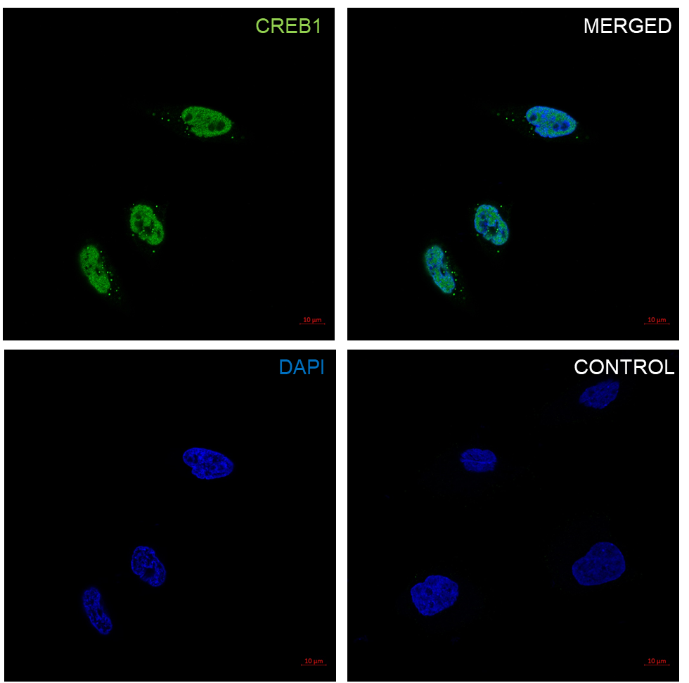 Anti CREB1 Antibody, clone EF03/2E2 (PrecisionAb Monoclonal Antibody) gallery image 2