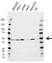 Anti CTBP2 Antibody, clone CD02/2B4 (PrecisionAb Monoclonal Antibody) thumbnail image 1