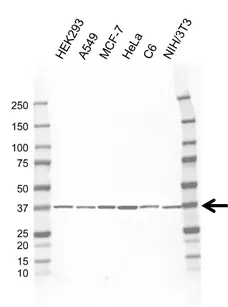 Anti CTGF Antibody, clone AB01/1E5 (PrecisionAb Monoclonal Antibody) gallery image 1