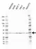Anti CTGF Antibody, clone AB01/1E5 (PrecisionAb Monoclonal Antibody) thumbnail image 1