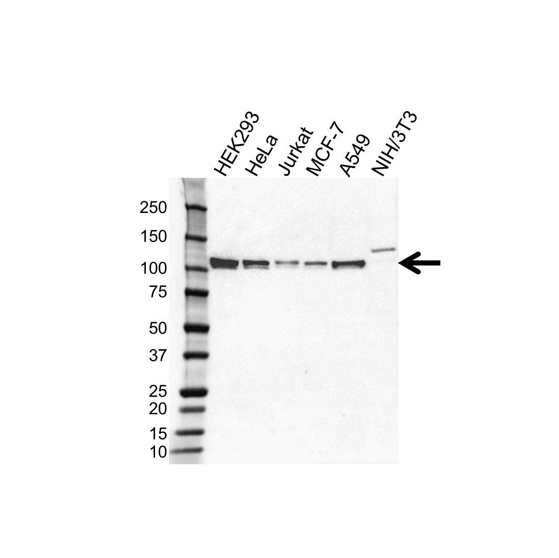 Anti CUL4B Antibody, clone OTI1C4 (PrecisionAb Monoclonal Antibody) gallery image 1