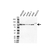 Anti CUL4B Antibody, clone OTI1C4 (PrecisionAb Monoclonal Antibody) thumbnail image 1