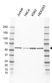 Anti Cyclin B1 Antibody, clone EF02/2D4-1 (PrecisionAb Monoclonal Antibody) thumbnail image 1