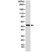 Anti Cyclin B1 Antibody, clone RM281 thumbnail image 1