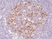 Anti Cyclin B1 Antibody, clone RM281 thumbnail image 3