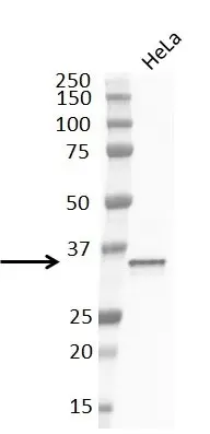 Anti Cyclin D1 Antibody, clone RM241 gallery image 2