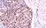 Anti Cyclin D1 Antibody, clone RM241 thumbnail image 3