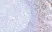 Anti Cyclin D1 Antibody, clone RM241 thumbnail image 4