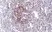 Anti Cyclin D1 Antibody, clone RM241 thumbnail image 5