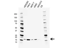 Anti Cyclophilin A Antibody, clone AB03/1C10 (PrecisionAb Monoclonal Antibody) gallery image 1