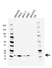 Anti Cyclophilin A Antibody, clone AB03/1C10 (PrecisionAb Monoclonal Antibody) thumbnail image 1
