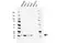 Anti Cyclophilin A Antibody, clone AB03/1C10 (PrecisionAb Monoclonal Antibody) thumbnail image 1
