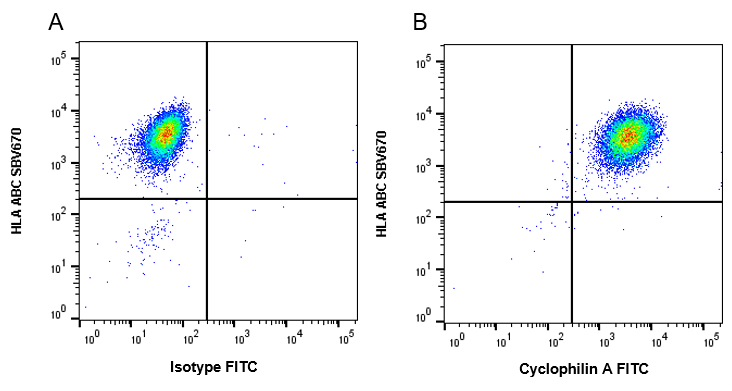 Anti Cyclophilin A Antibody, clone AB03/1C10 (PrecisionAb Monoclonal Antibody) gallery image 2