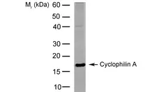 Anti Cyclophilin A Antibody, clone AbD00794 gallery image 1