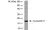 Anti Cyclophilin A Antibody, clone AbD00794 thumbnail image 1
